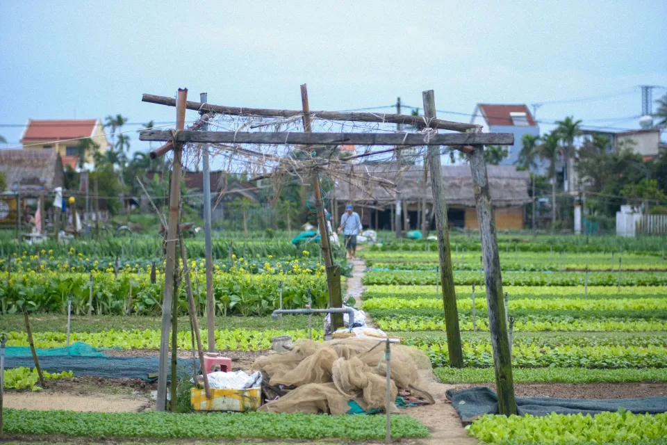 Vườn rau của Nguyễn Thị Lệ
